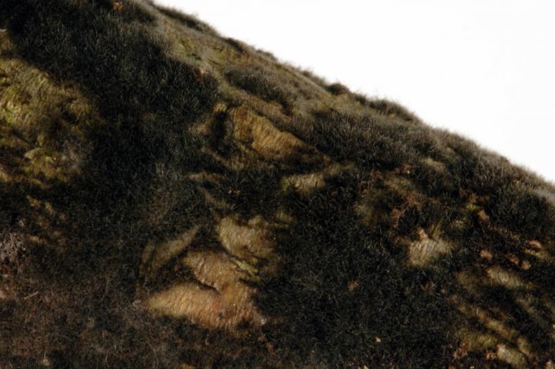 macrostoma