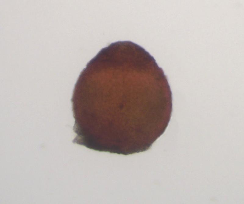 macrostoma