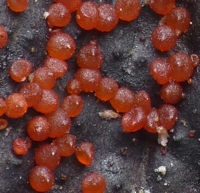 macrostoma