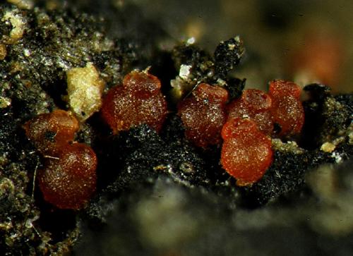 macrostoma