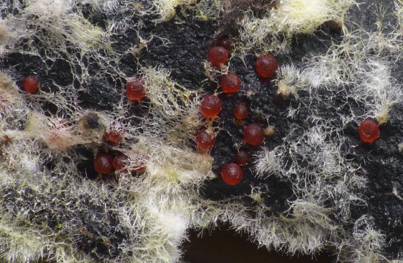 macrostoma