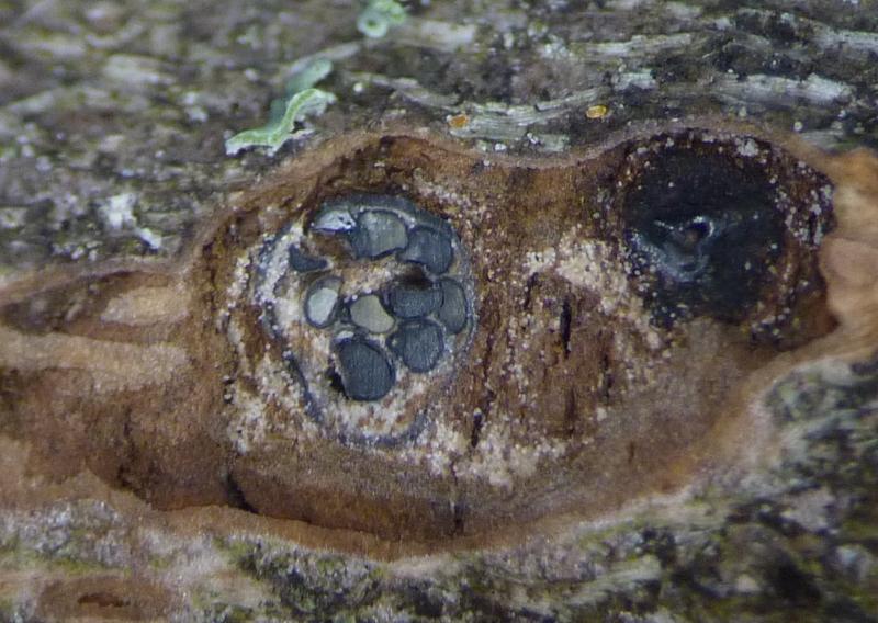 macrostoma
