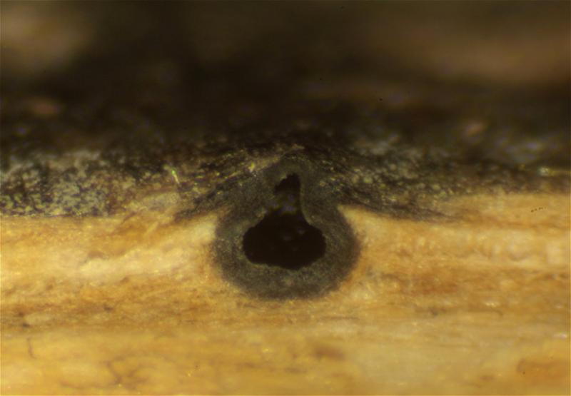macrostoma