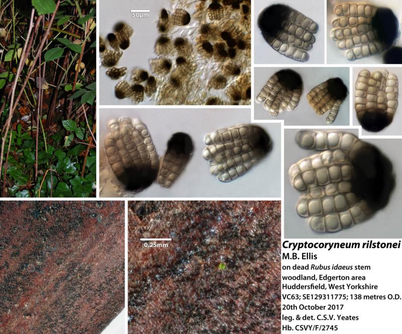 macrostoma