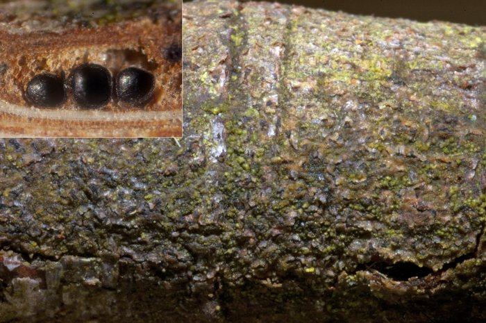 macrostoma