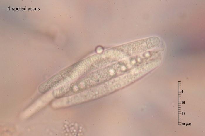 macrostoma