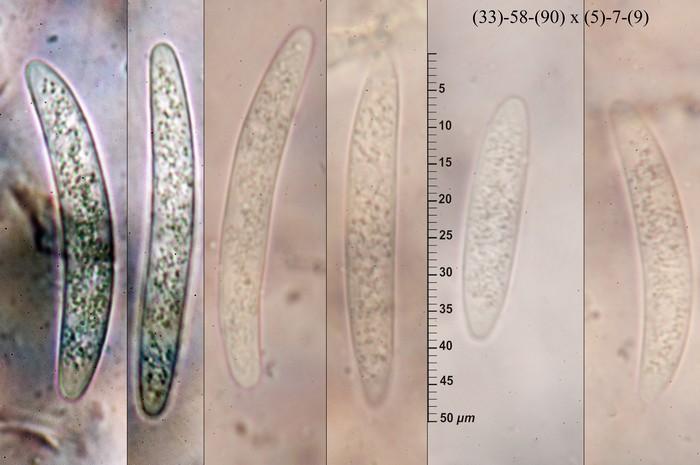 macrostoma