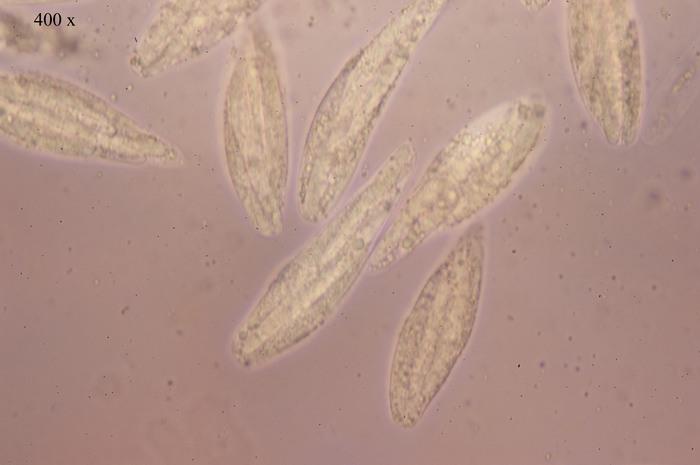 macrostoma