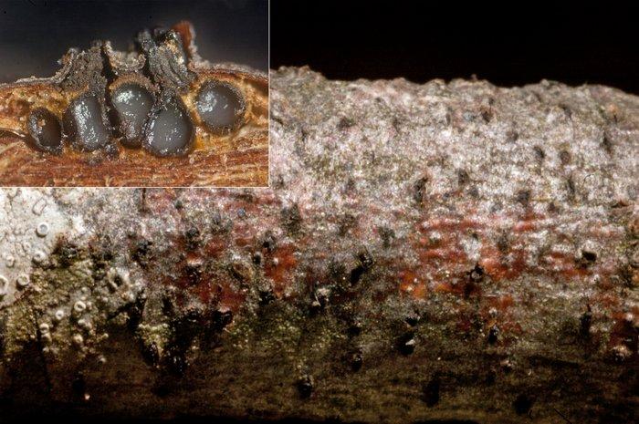 macrostoma