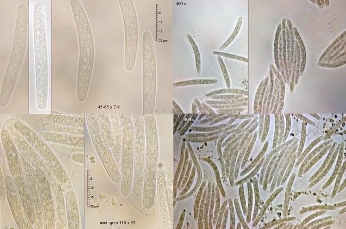 macrostoma
