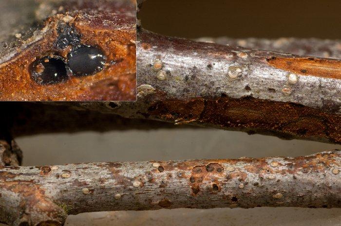 macrostoma