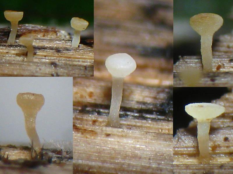 macrostoma