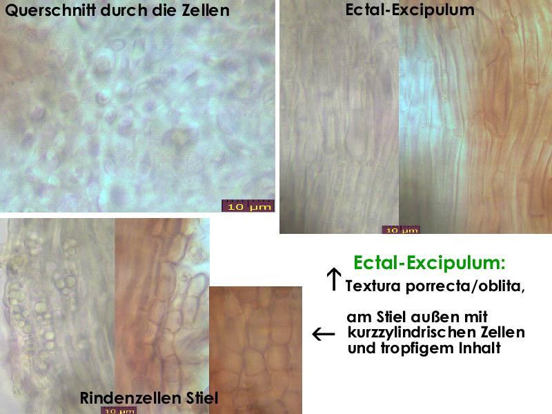 macrostoma