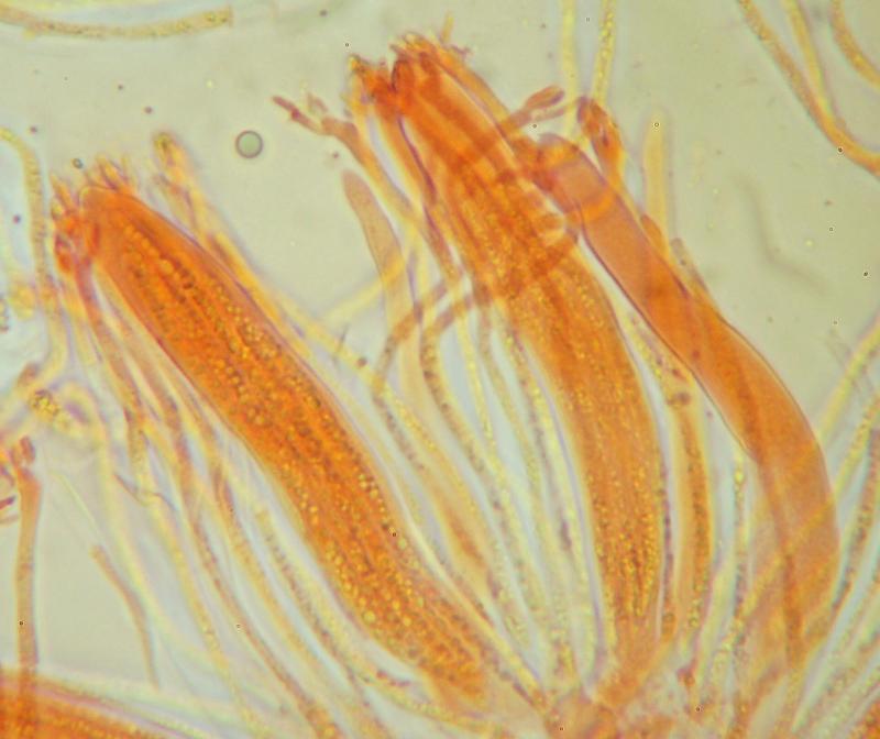 macrostoma