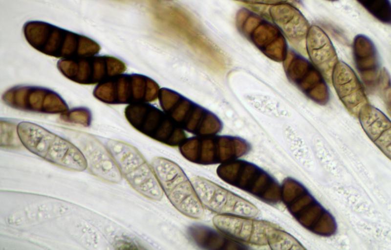 macrostoma