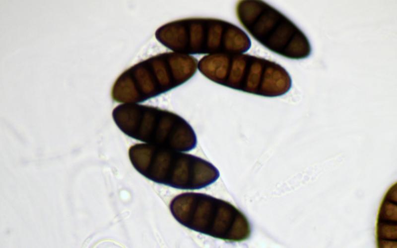 macrostoma