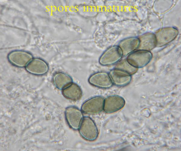 macrostoma