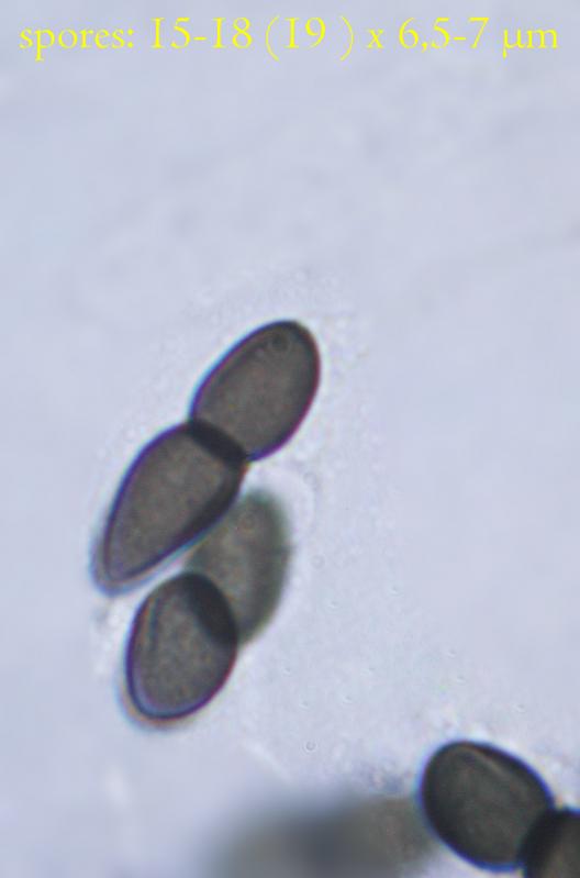 macrostoma