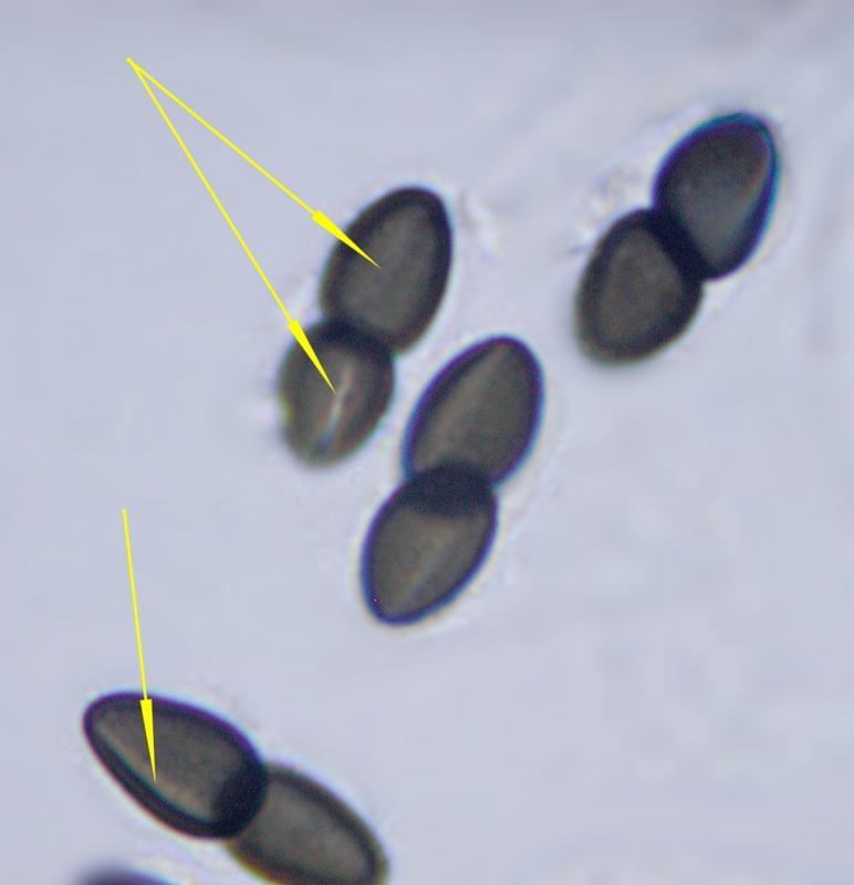 macrostoma