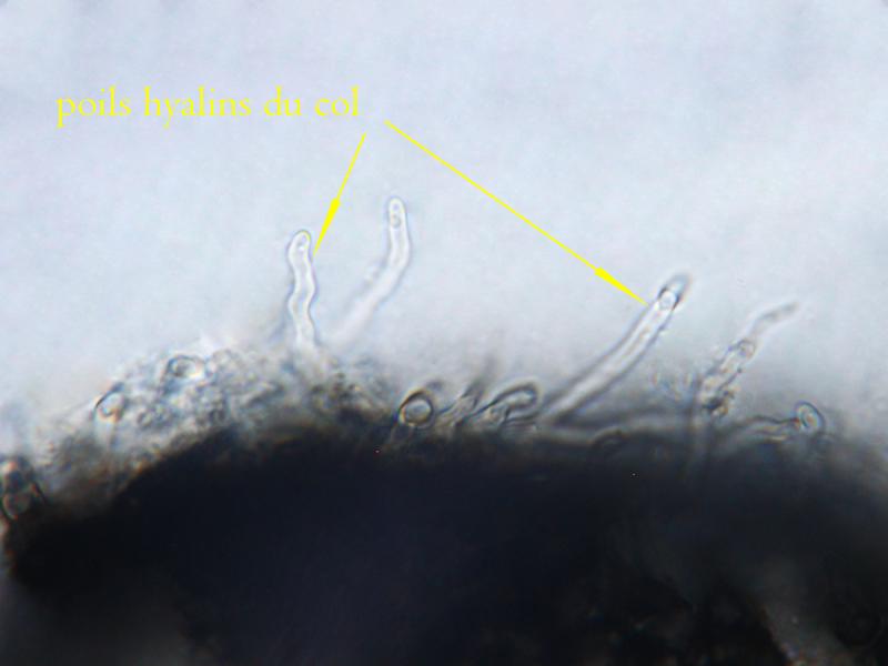 macrostoma