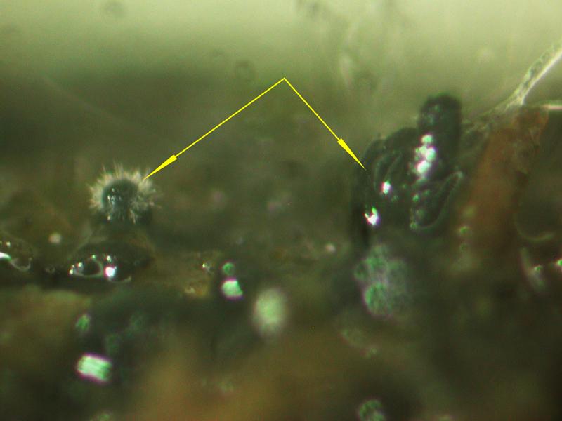macrostoma