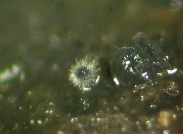 macrostoma