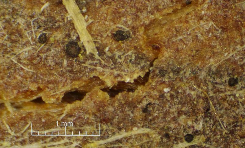 macrostoma