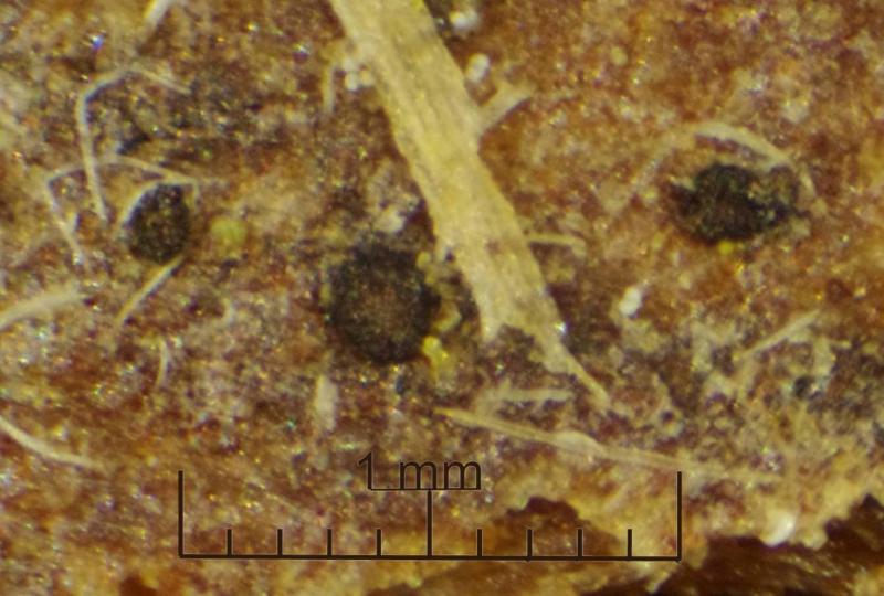 macrostoma