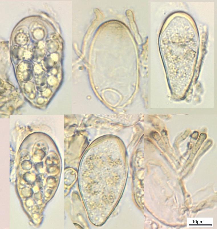 macrostoma