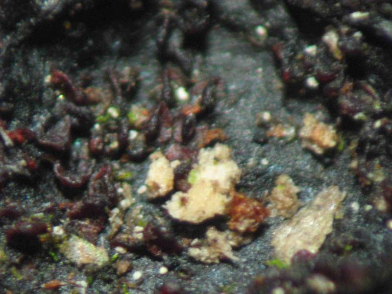 macrostoma