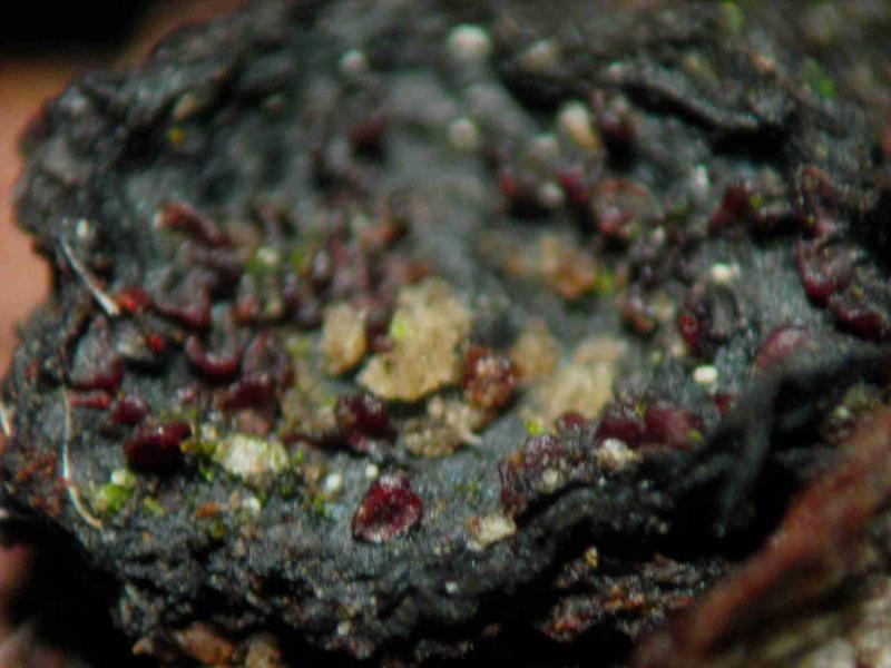 macrostoma
