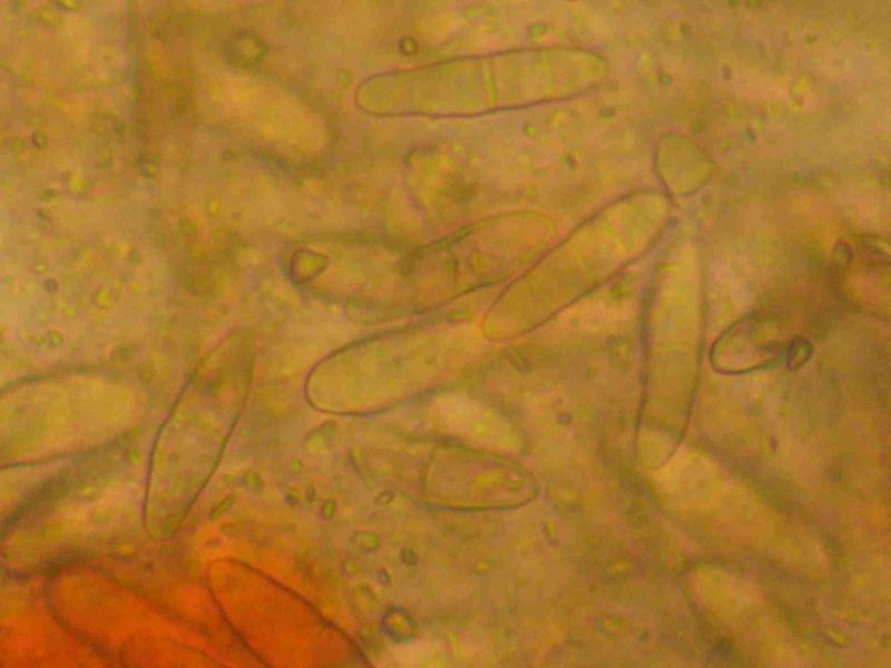 macrostoma