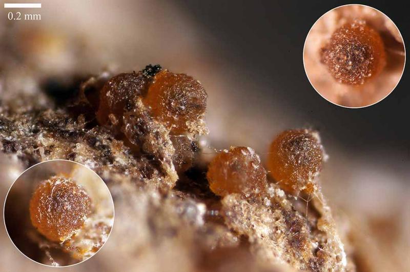 macrostoma