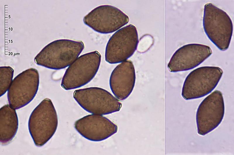 macrostoma