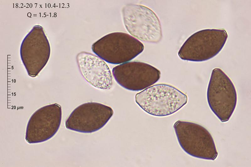 macrostoma
