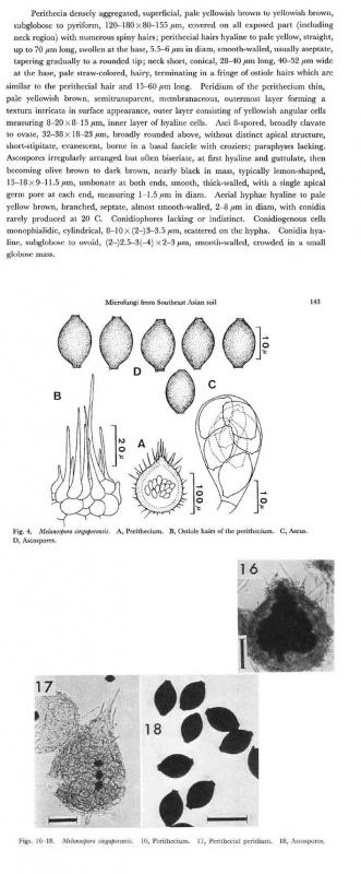 macrostoma