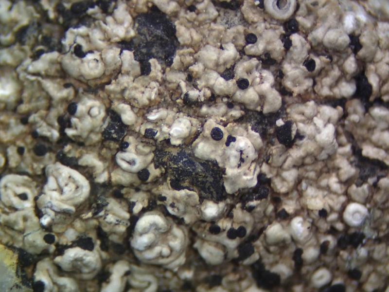 macrostoma