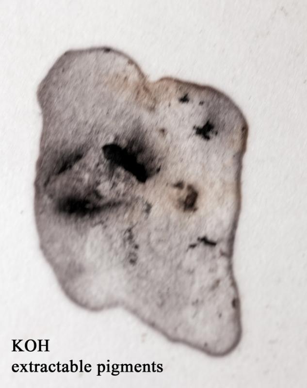macrostoma