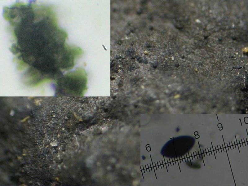 macrostoma
