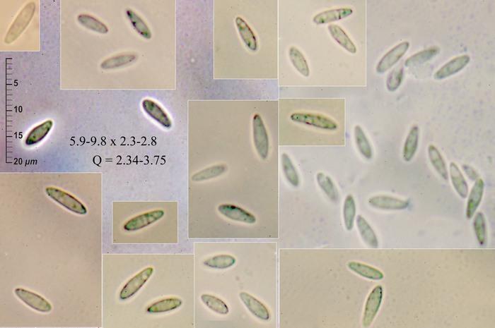 macrostoma