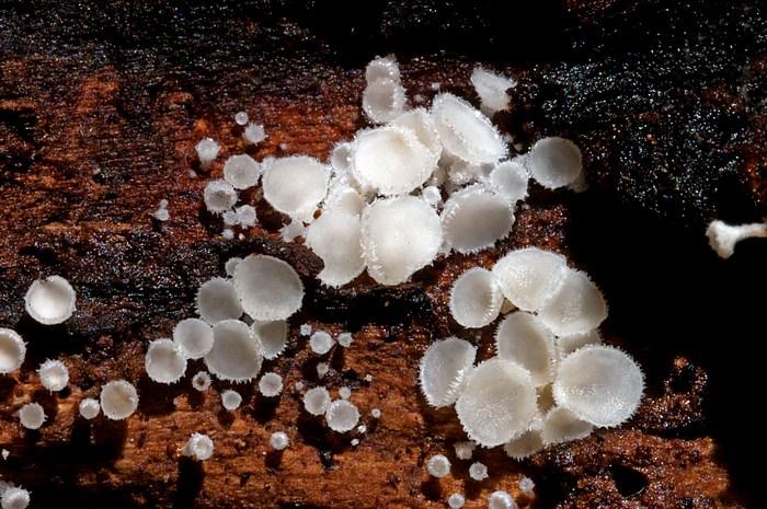 macrostoma