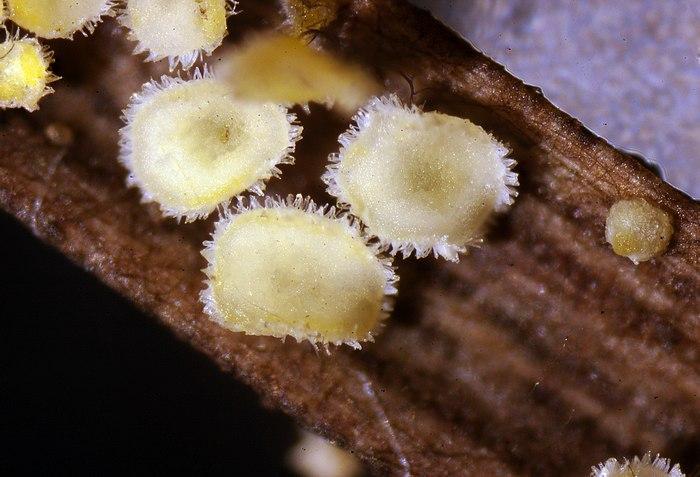 macrostoma