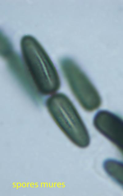 macrostoma
