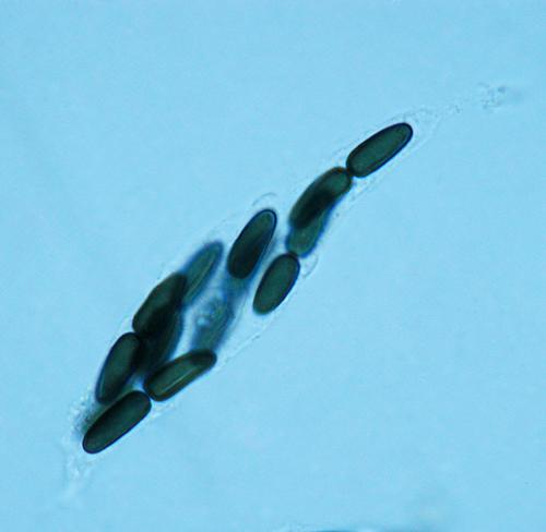 macrostoma