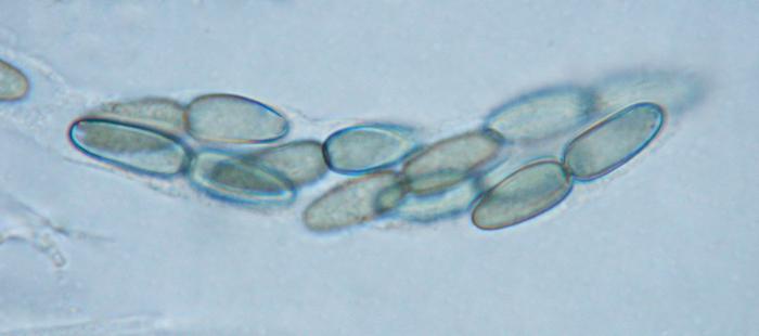 macrostoma