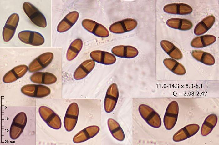 macrostoma