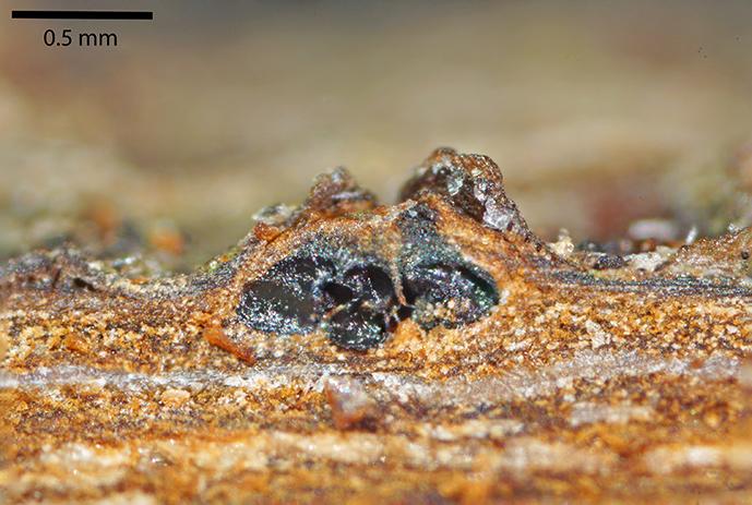 macrostoma
