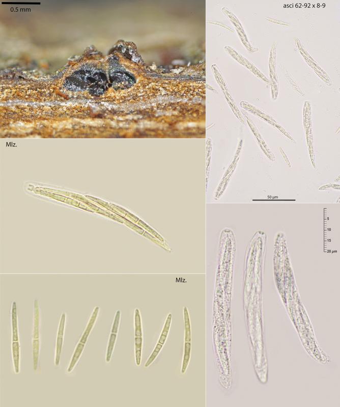 macrostoma