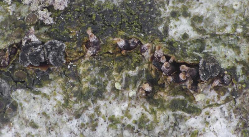 macrostoma
