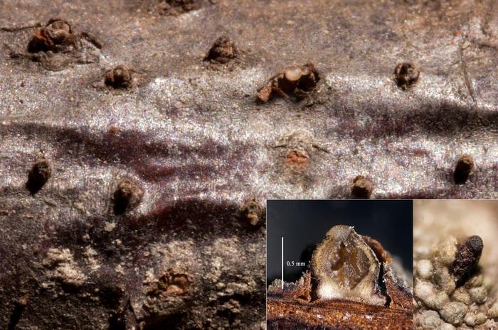 macrostoma